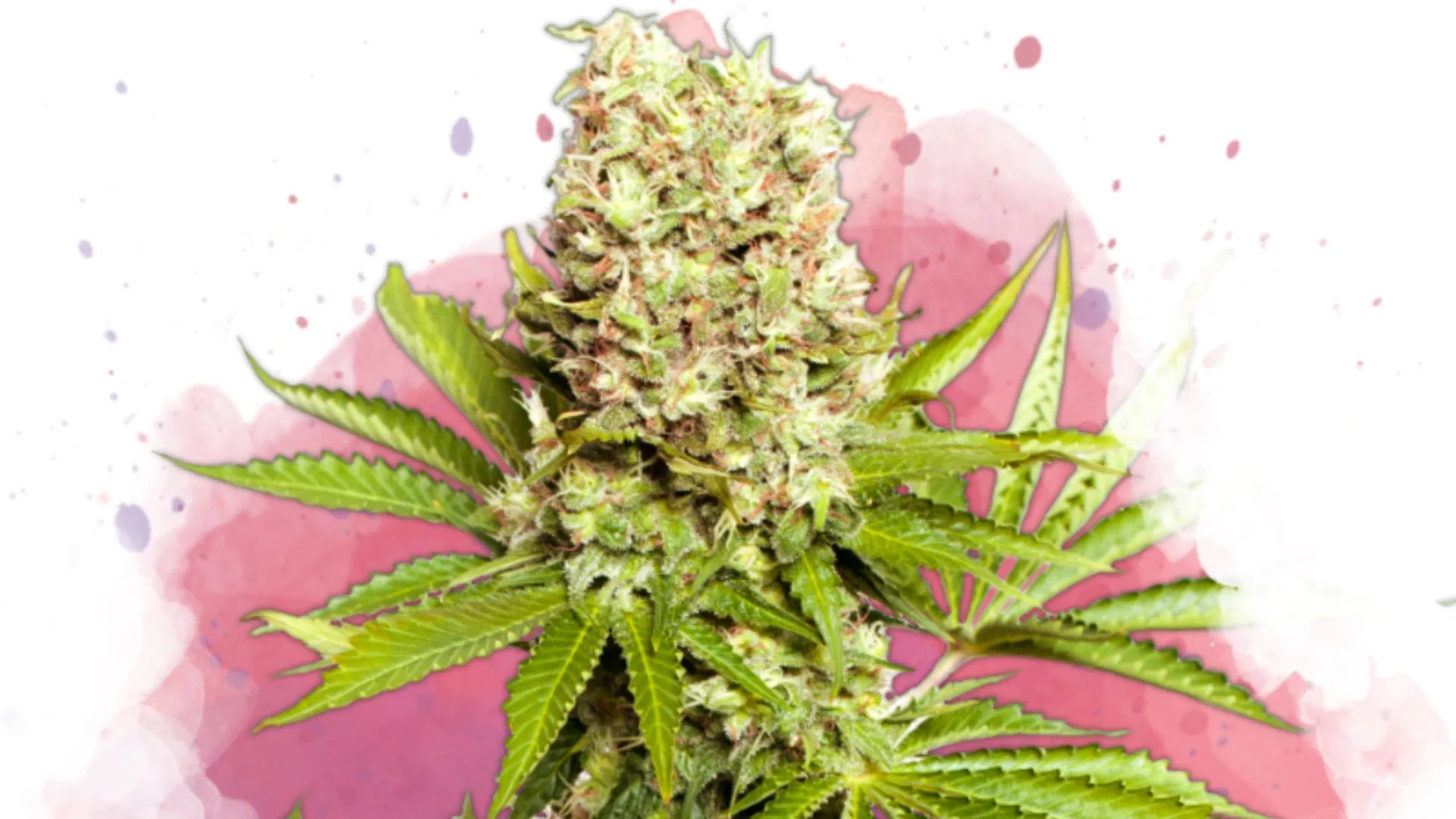 Maui Wowie от Nirvana Seeds