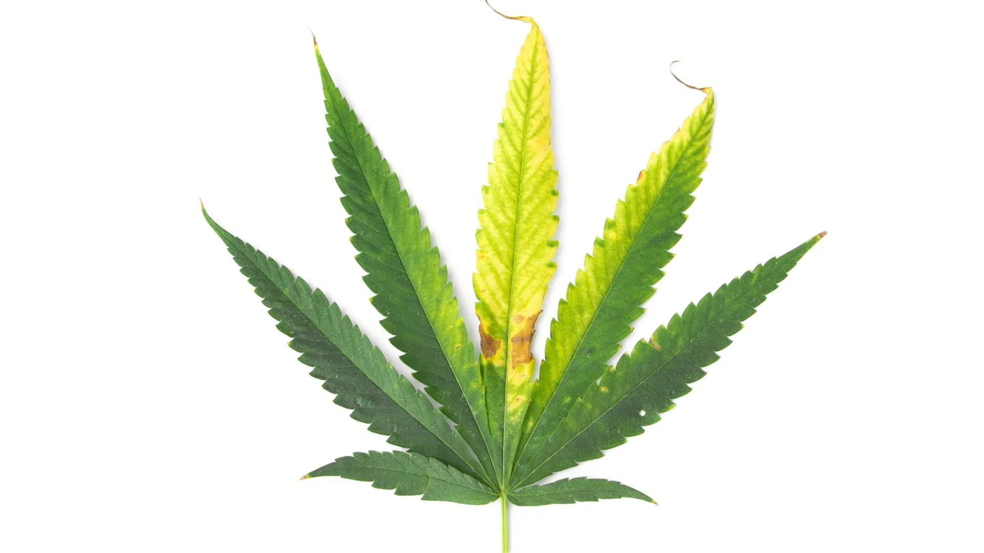 Look for leaf issues as a sign of nutrient deficiencies