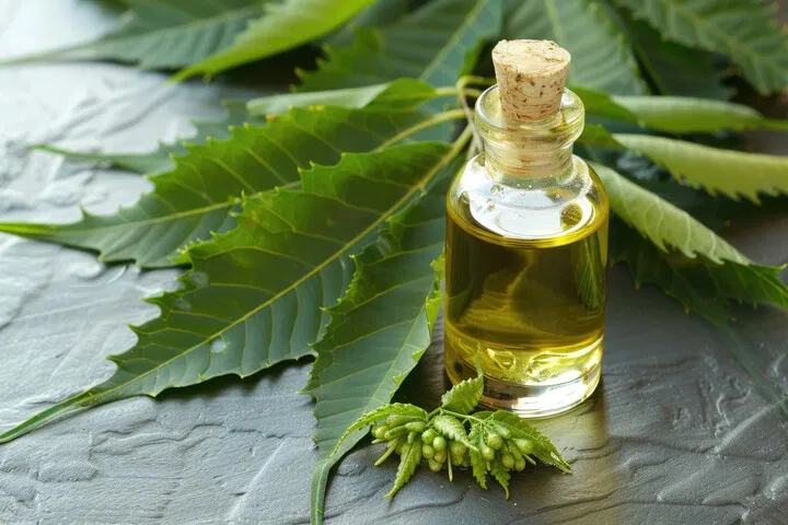 L'huile de neem est extraite des graines du neem.