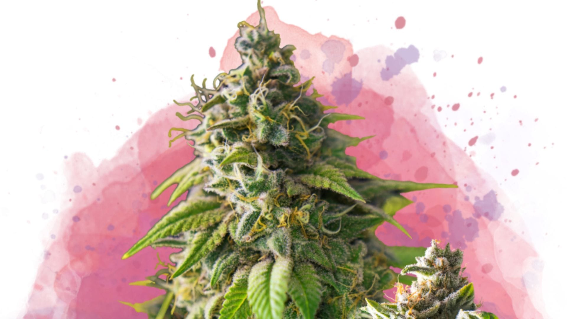 Girl Scout Cookies: In high demand