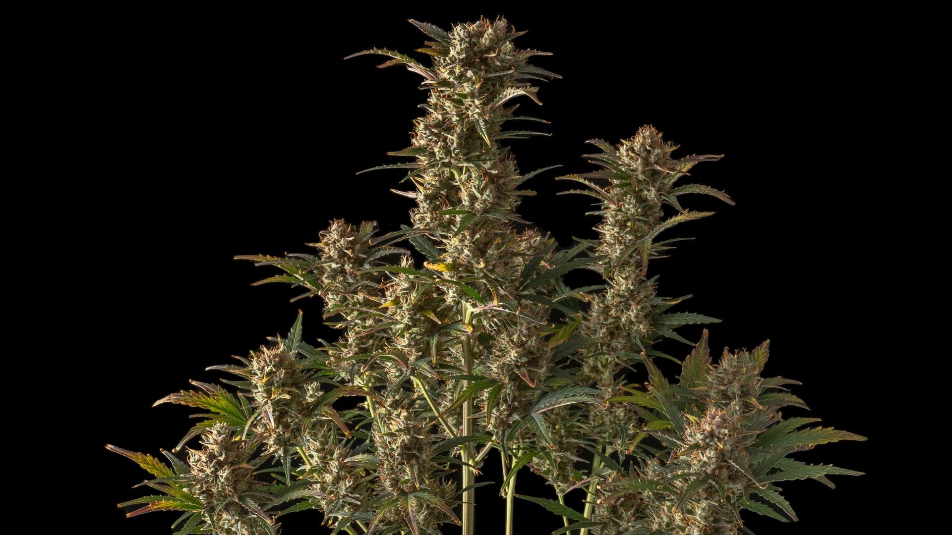 Seedsman NL Auto flowering