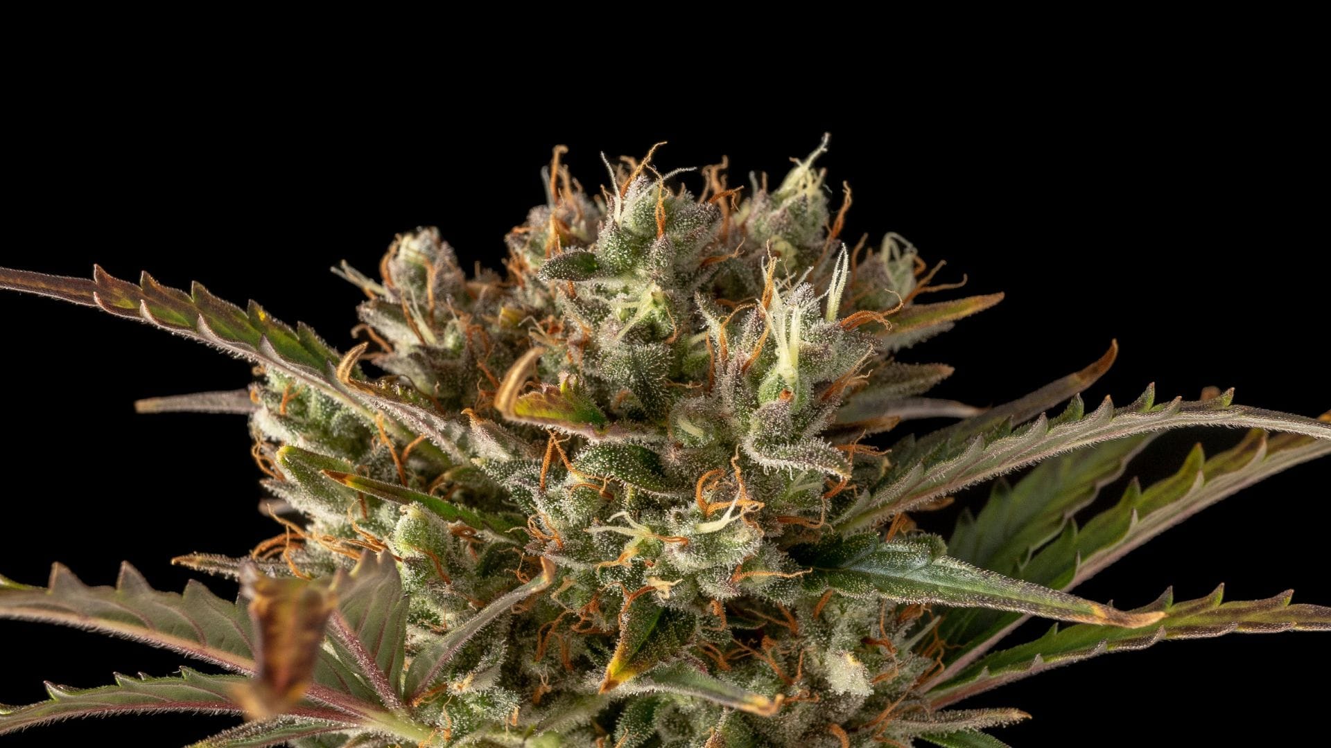 Seedsman Northern Lights Auto has fantastic mold resistance