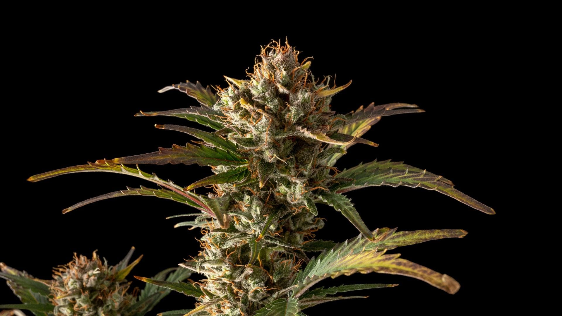 Northern Lights Auto by Seedsman