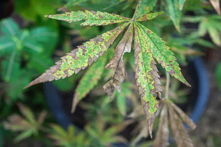nutrient deficient cannabis leaf