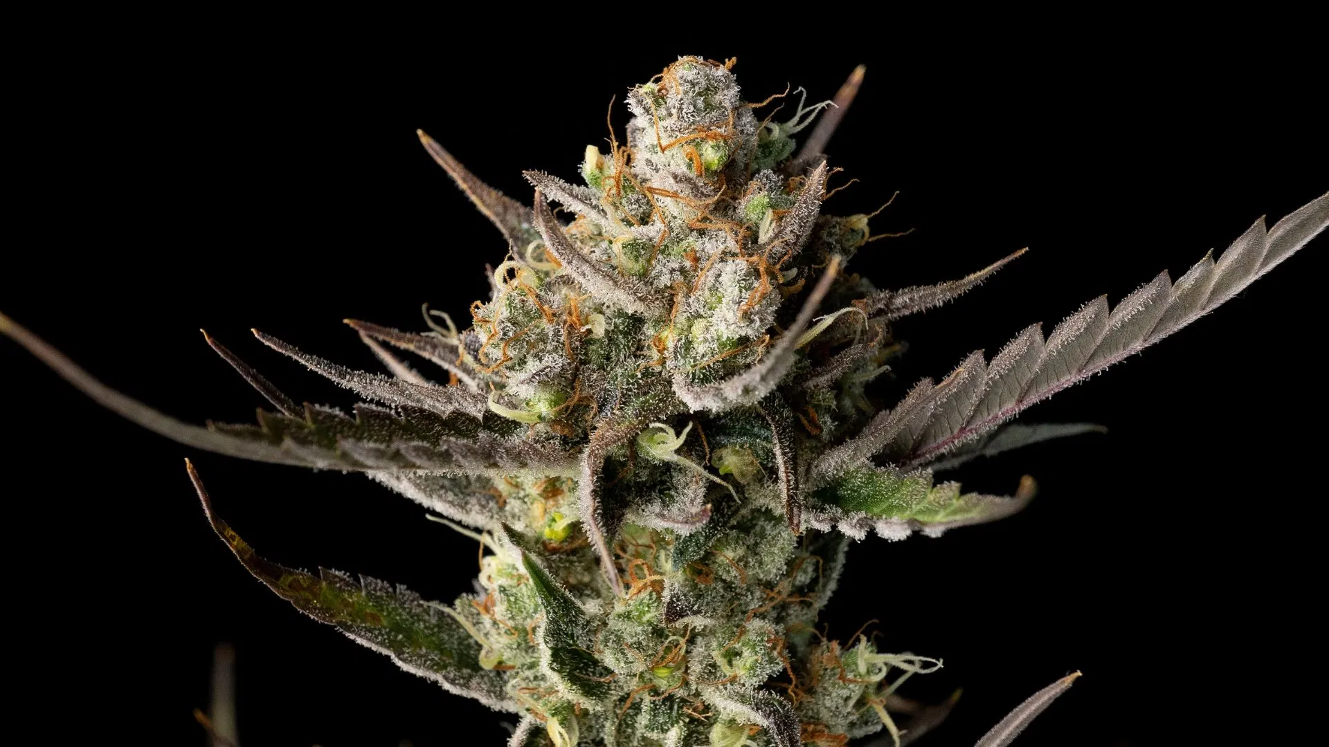 OG Kush на Мат Бергер е основен сорт за развъждане