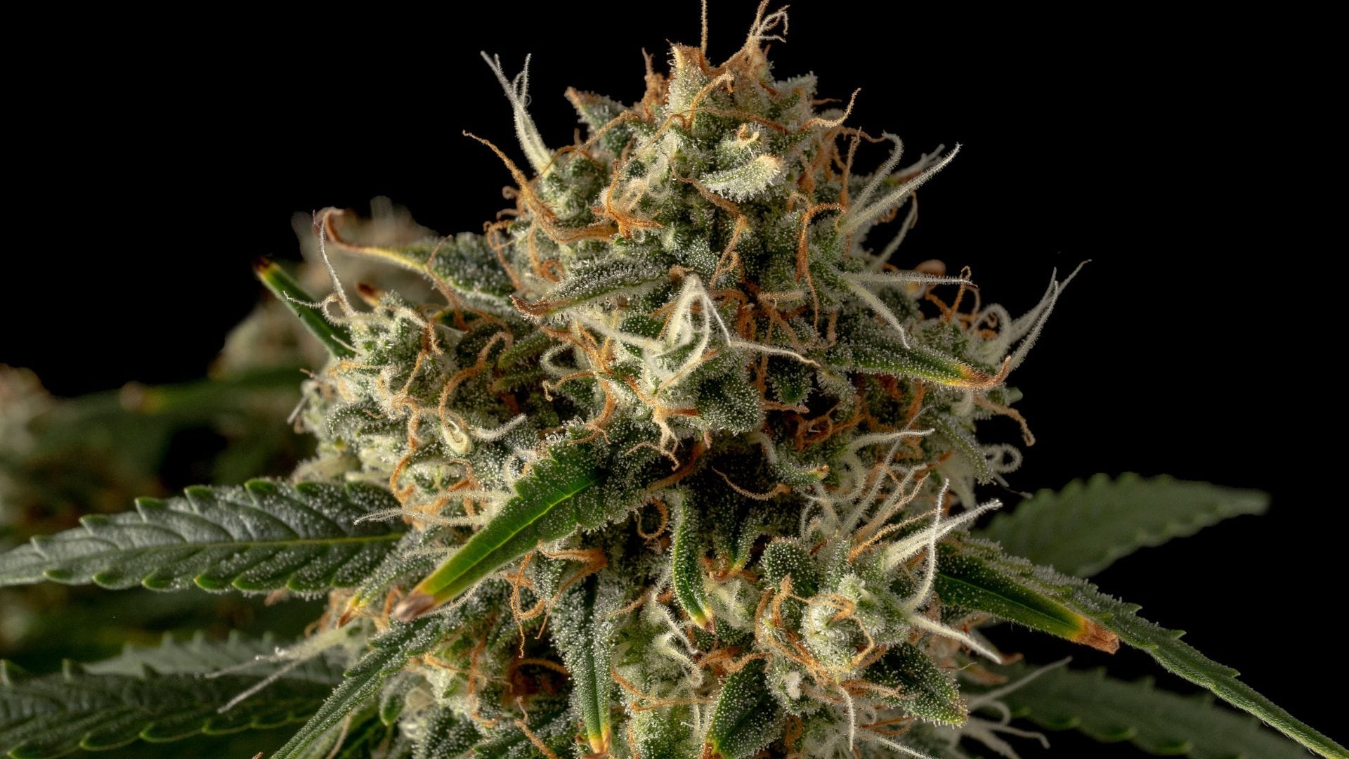 Seedsman OG Kush Auto