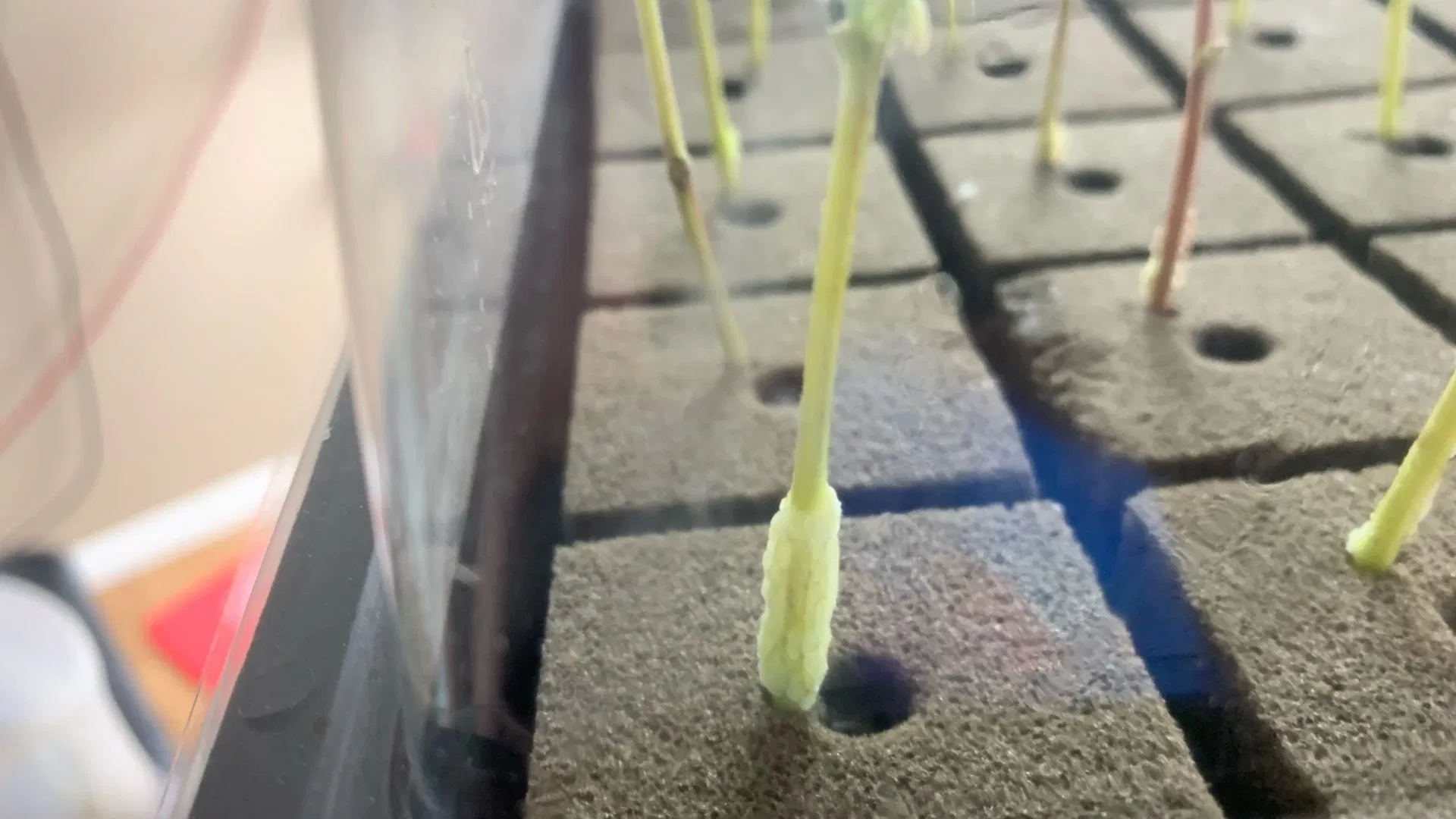 Oasis root cubes