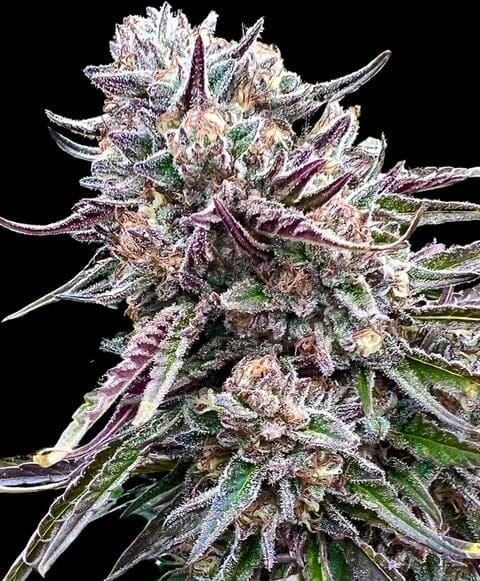 Atlas Seed Orangutangie