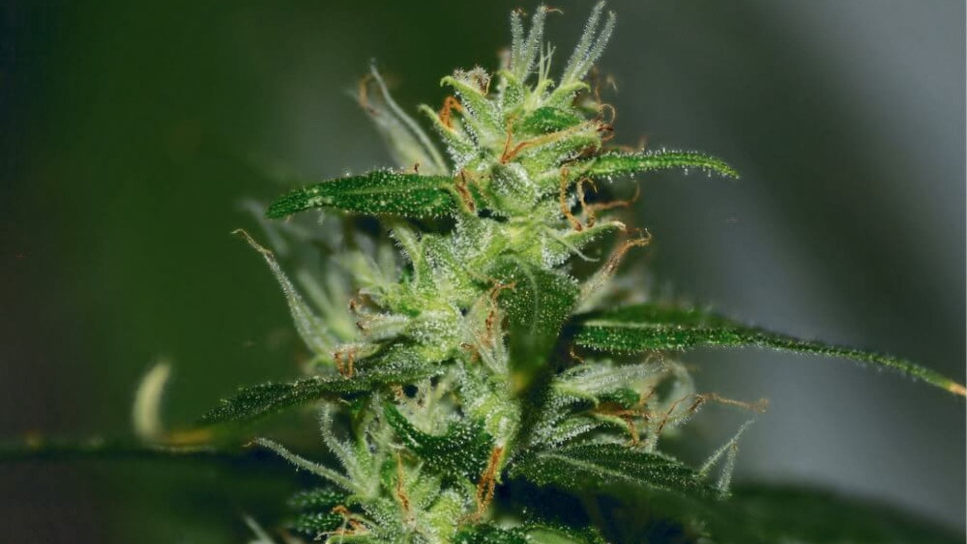 Original Afghani #1 by Seedsman