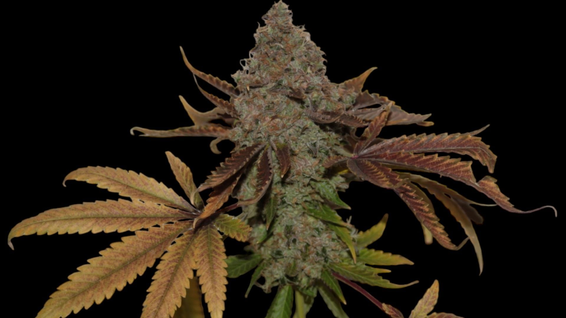 Original Skunk #1 by Seedsman