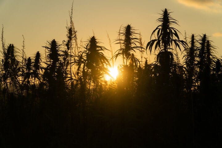 growing cannabis outdoors