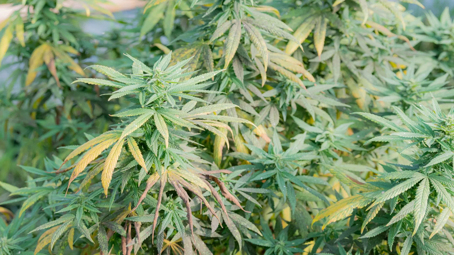 signs of overwatered cannabis plant