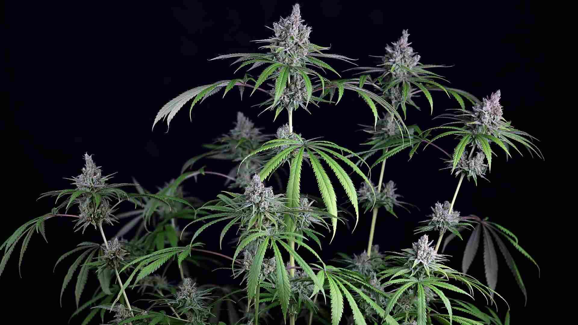 Seedsman Purple Ghost Candy