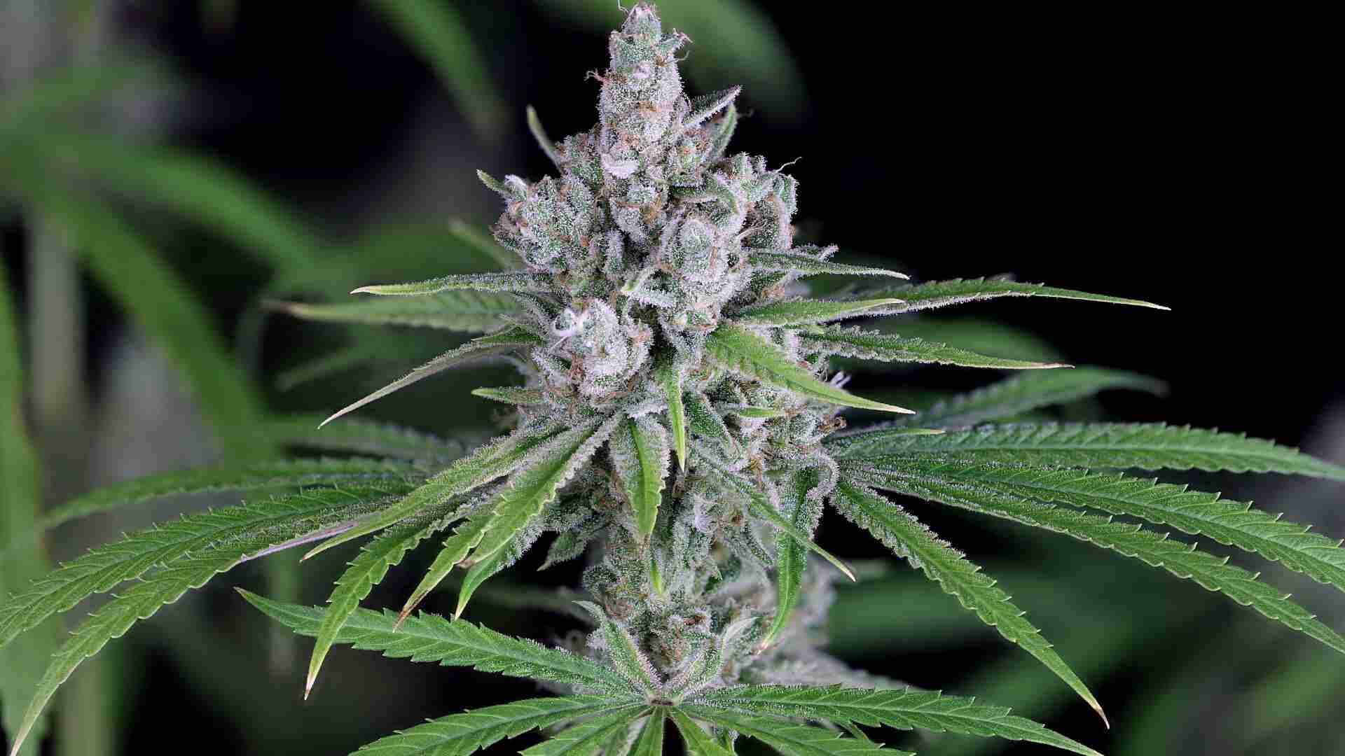 Seedsman Purple Ghost Candy