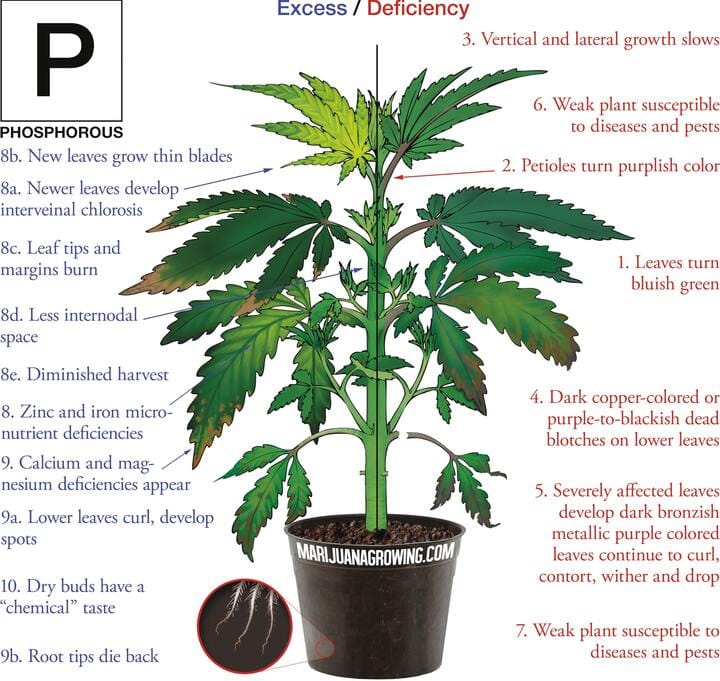 Signs of cannabis phosphorus deficiency