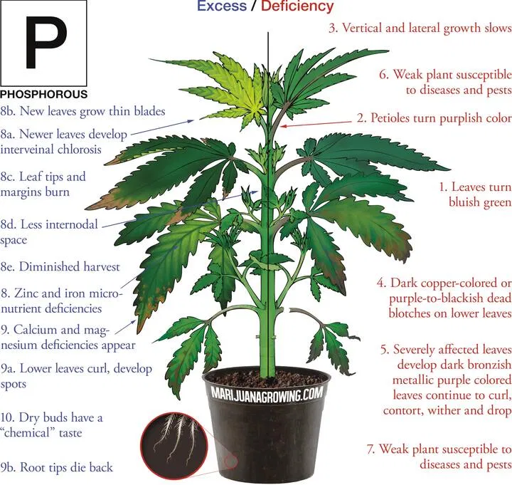 Signs of cannabis phosphorus deficiency