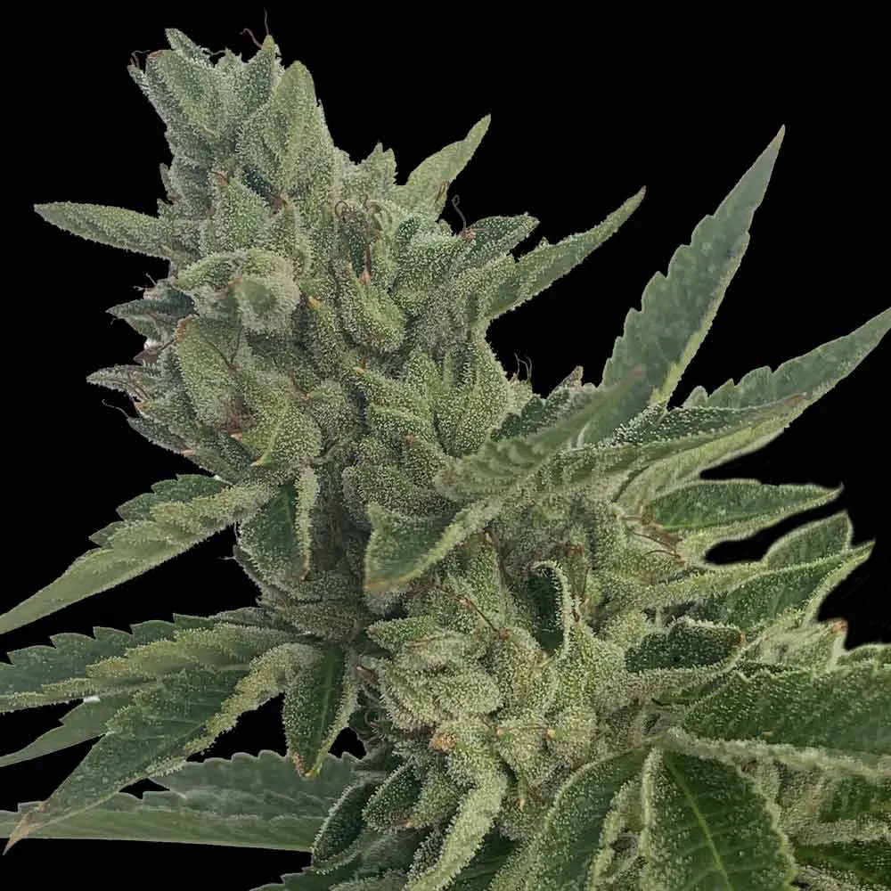 Pineapple OG Auto