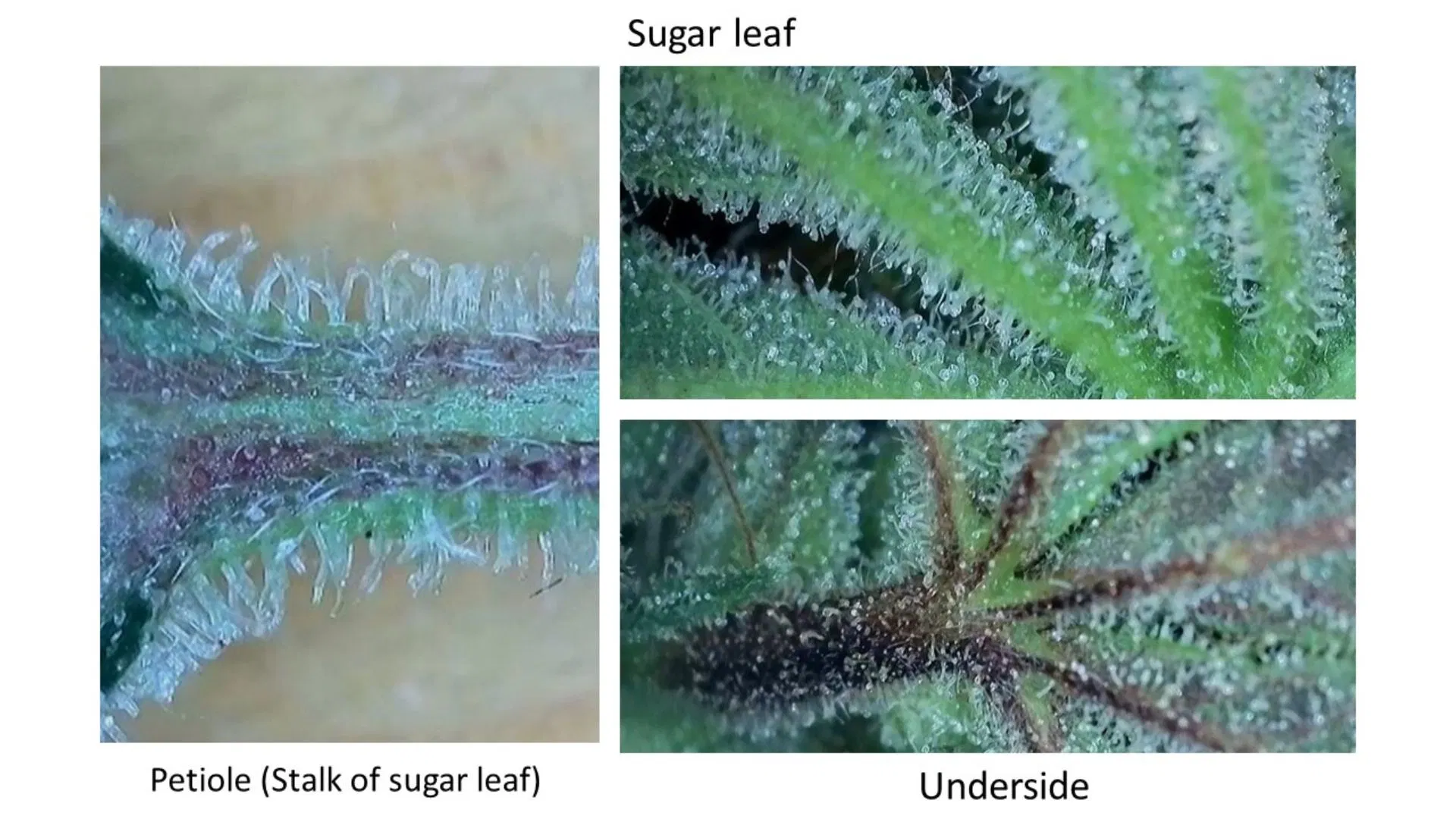 Close up shot of cannabis sugar leaf