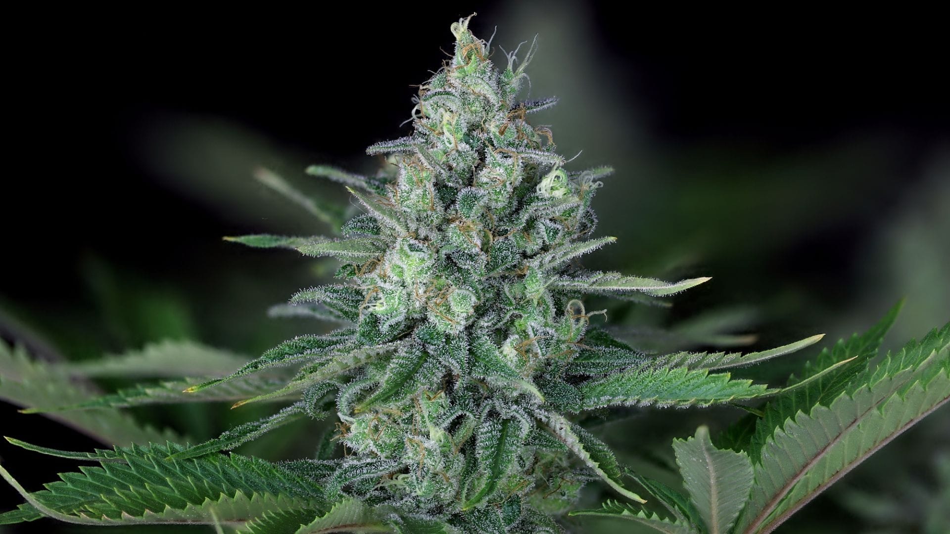 Couch-Lock strain Peyote Forum by Seedsman