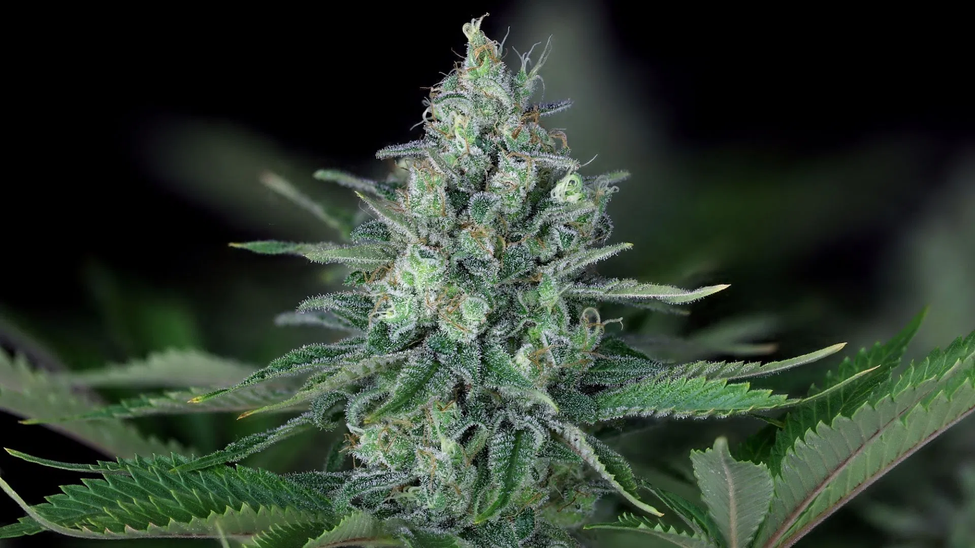 Couch-Lock strain Peyote Forum par Seedsman