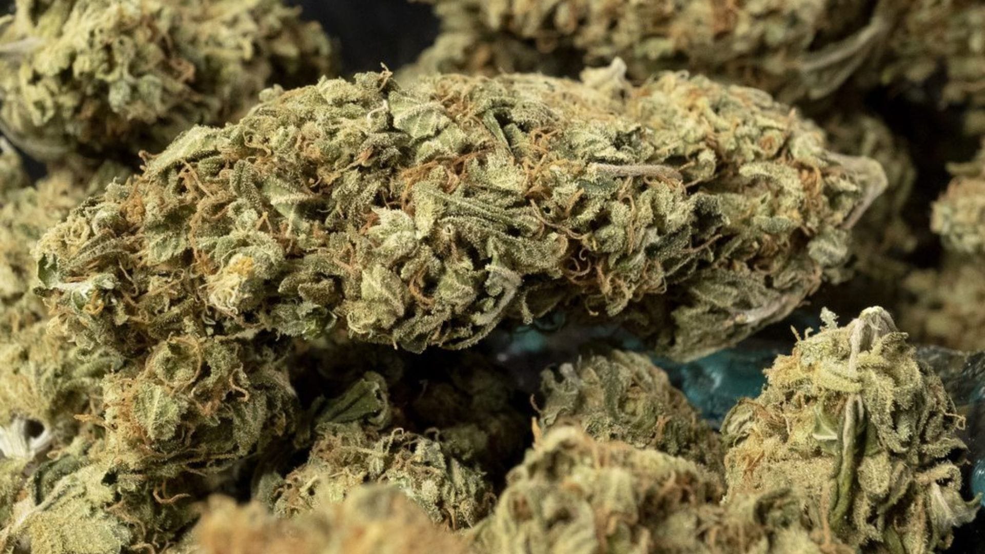 Harvested buds in a glass bowl