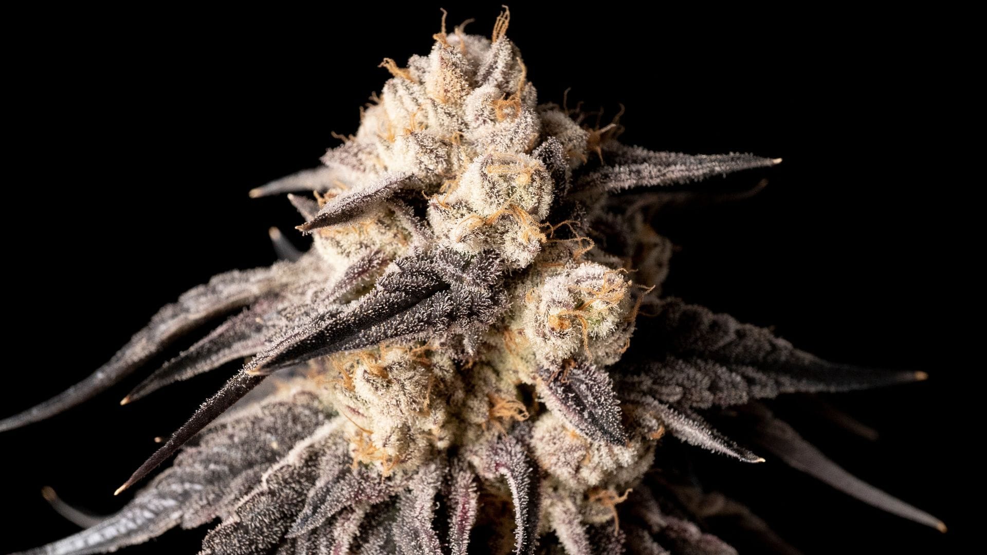Seedsman's Peyote Gorilla - a top purple strain