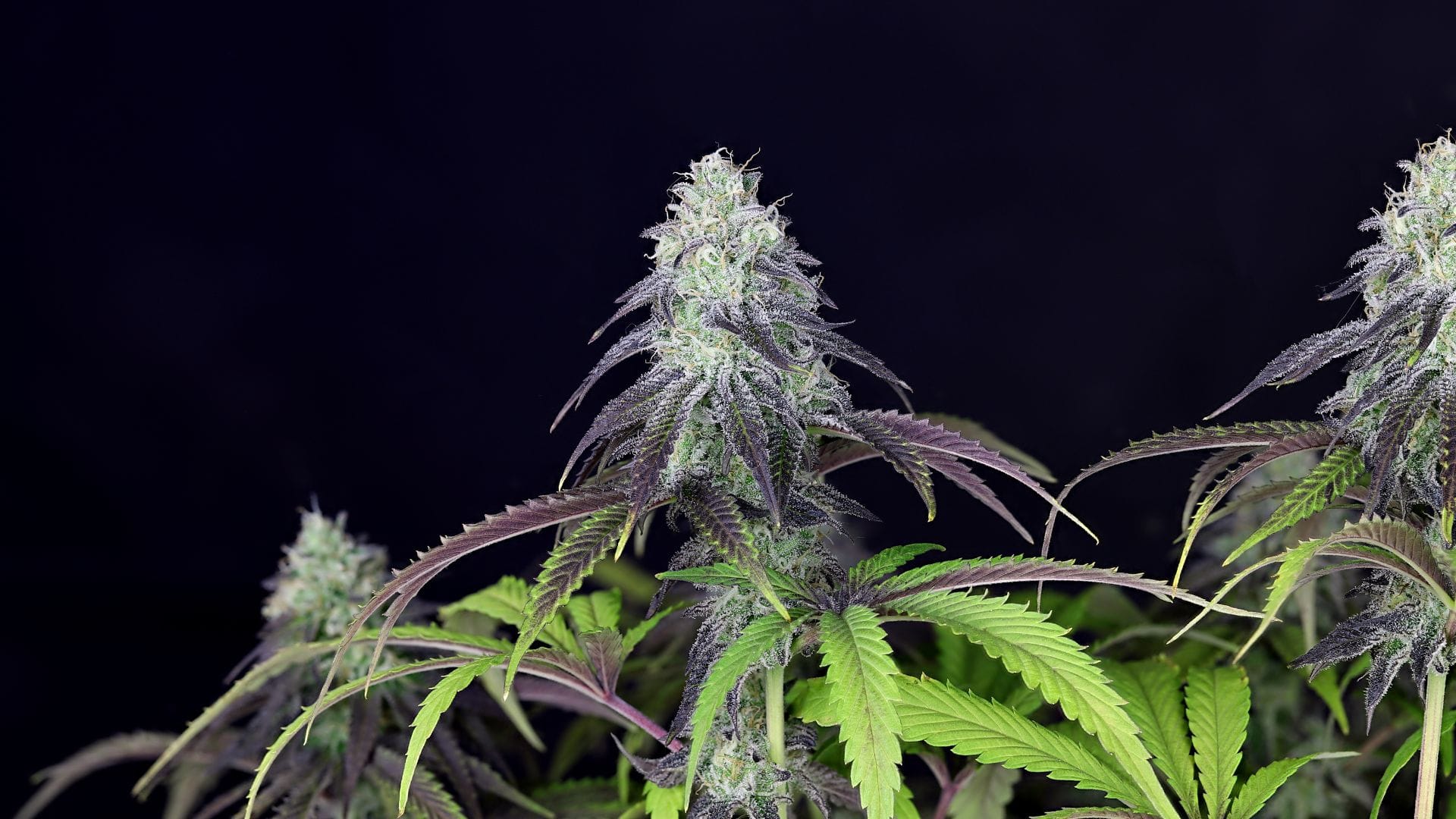 Peyote WiFi CBD may calm anxiety