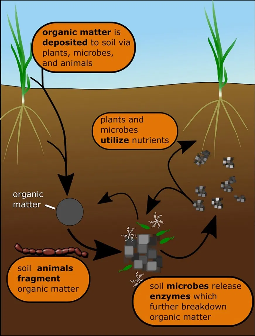 Synthetic vs Organic Fertilizers for Cannabis how plants uptake nutrients