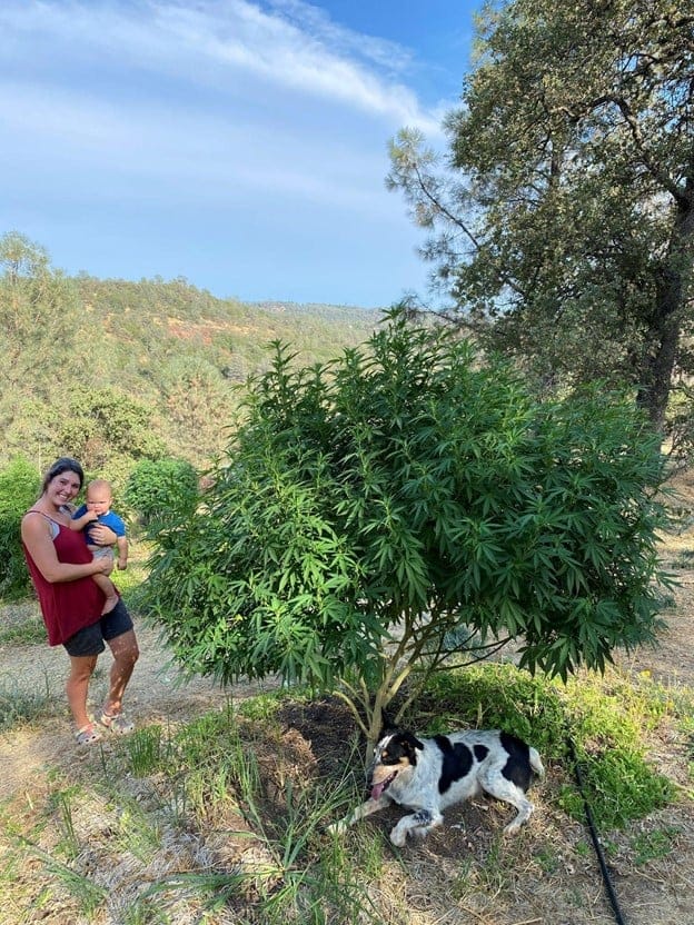 plant cannabis in the ground plant cannabis in the ground