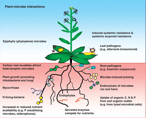 symbiotic relationships plants