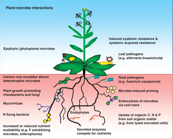 Synthetic vs Organic Fertilizers for Cannabis symbiotic relationships plants