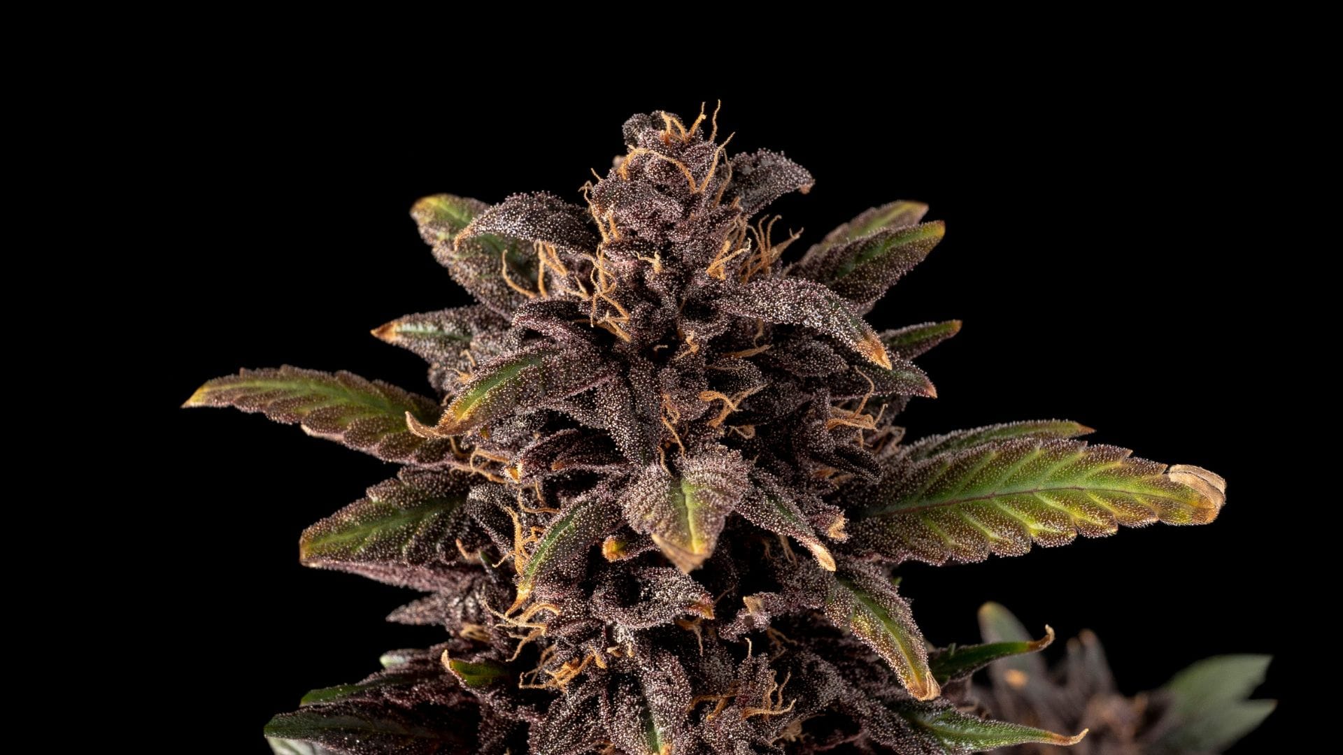 Pink Kush CBD 30:1 Auto by Seedsman