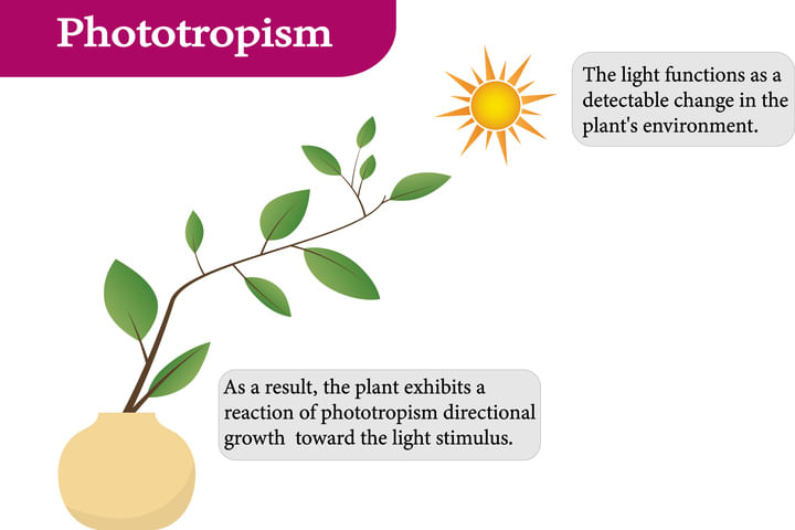 Plant Phototropism graphic