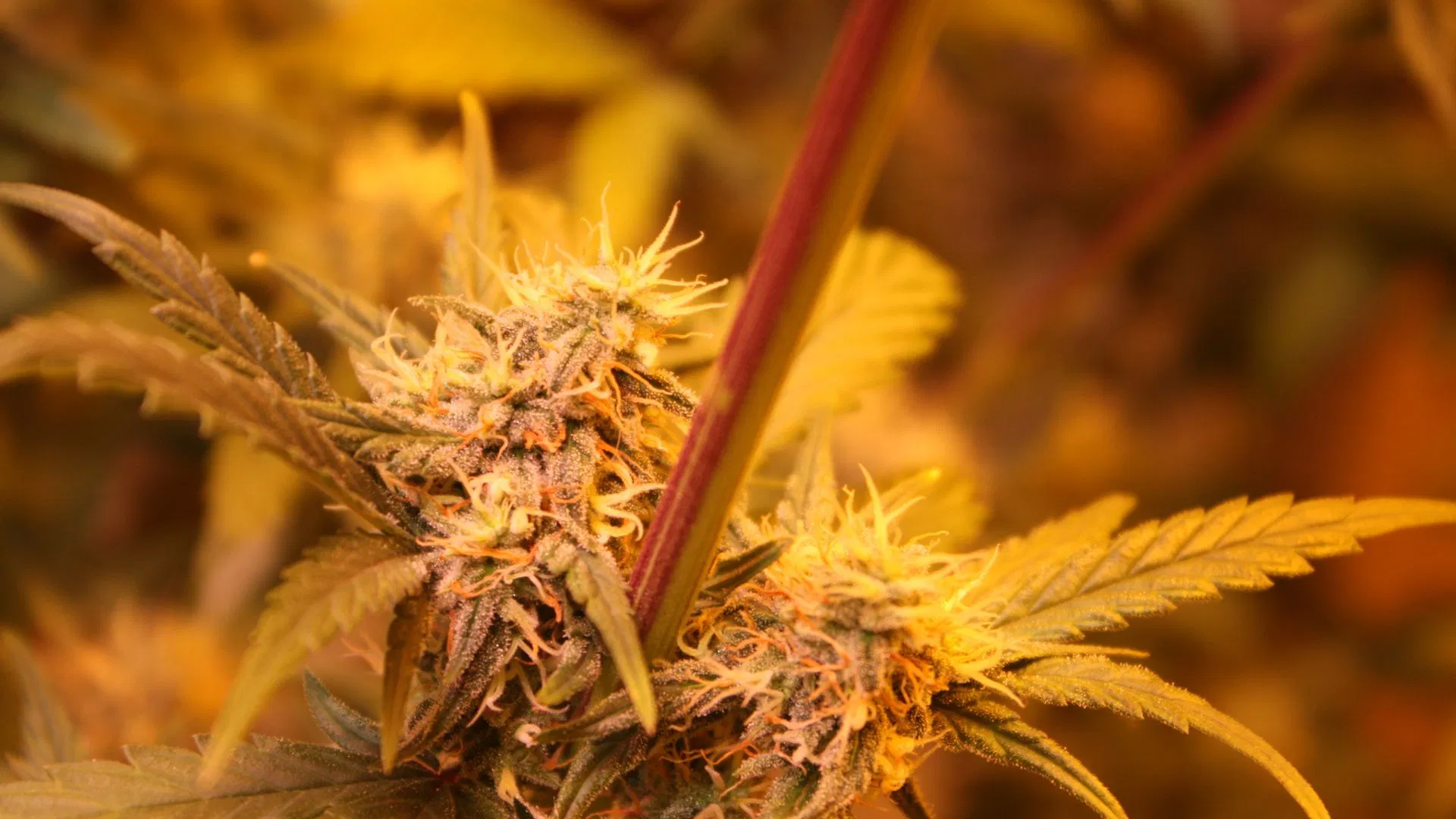 Light temperature can affect growth factos