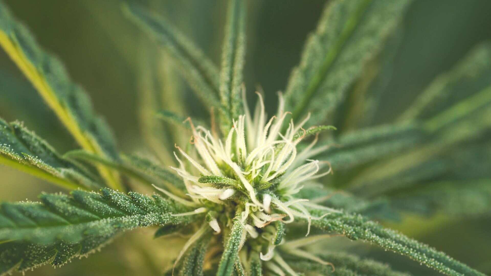 If you see pistils, you know it's working