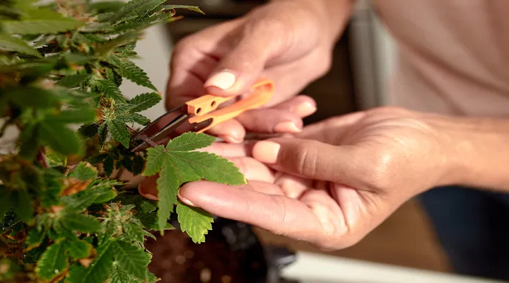 plant pruning