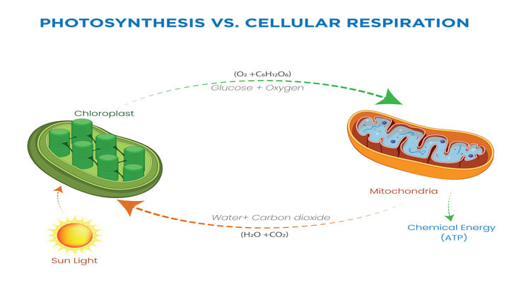 plant respiration graphic