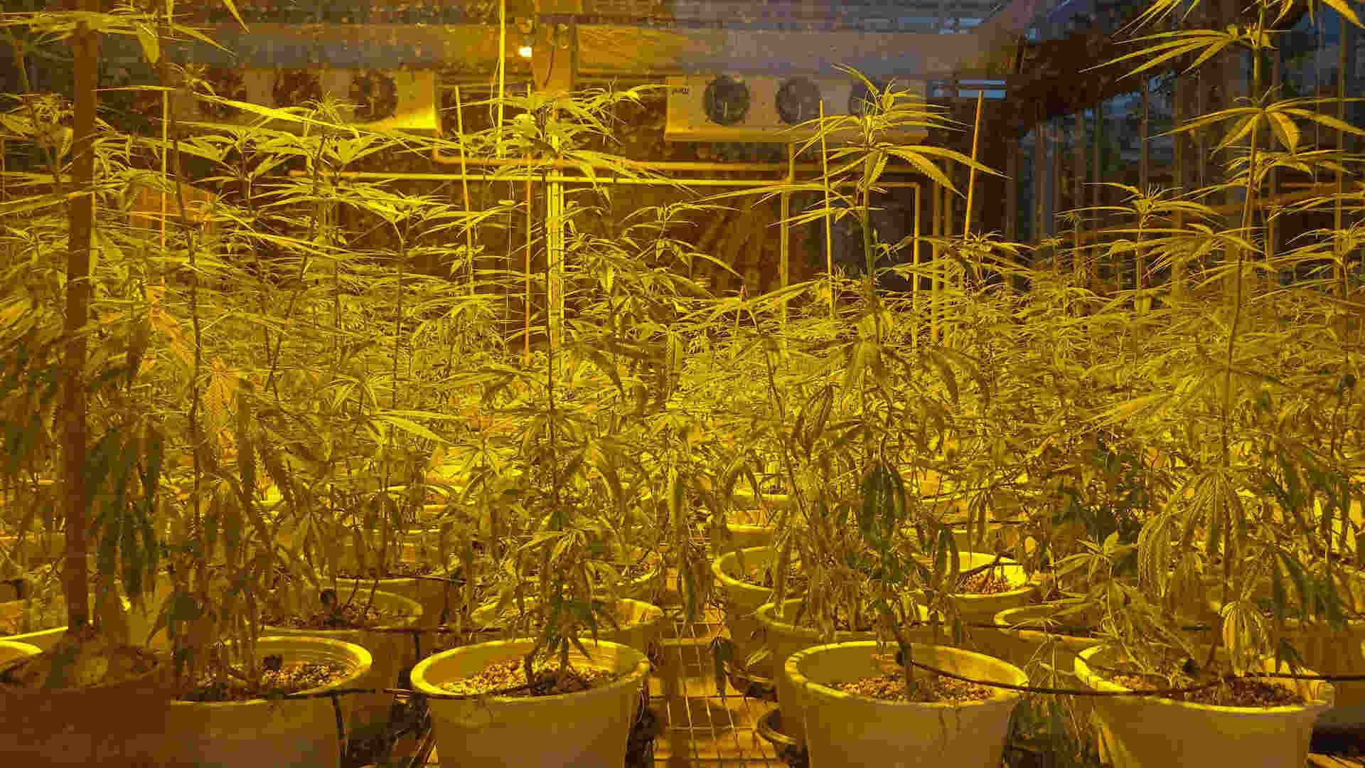 Plant stakes and supports can help prevent toppling and more