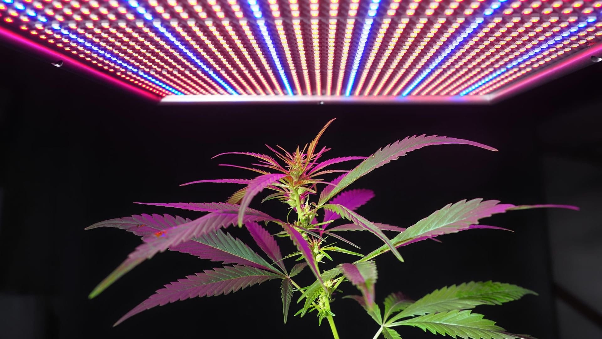 Cannabis plant under LED lights