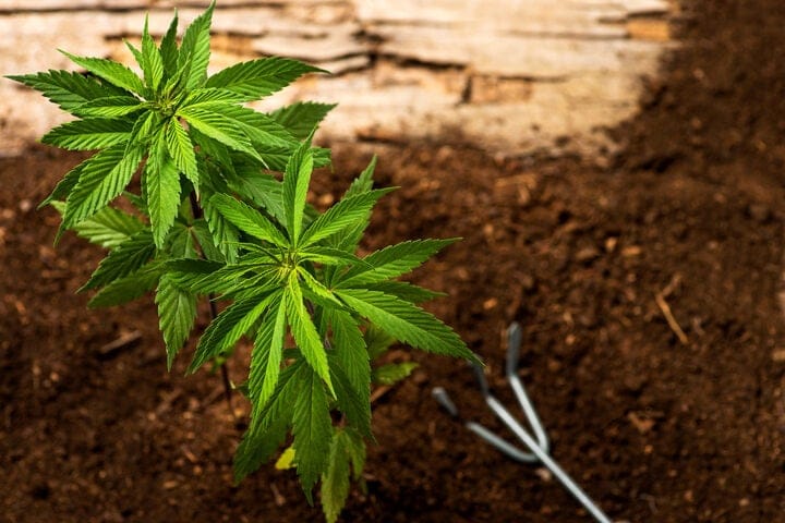 is soil temperature important to cannabis plants