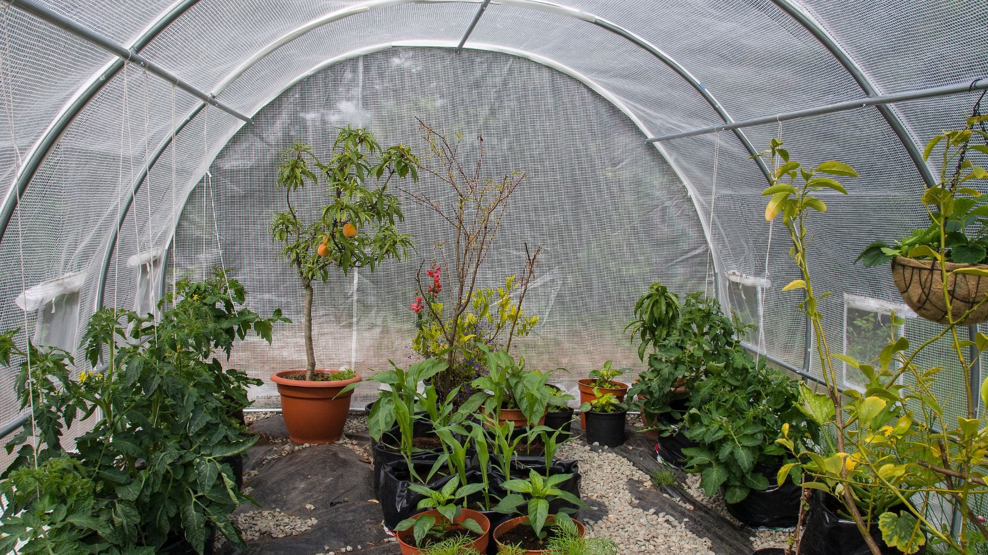 Pollen-proof covers can prevent pollination