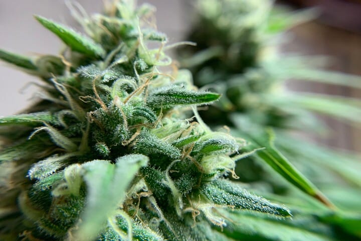 when do cannabis plants need potassium?