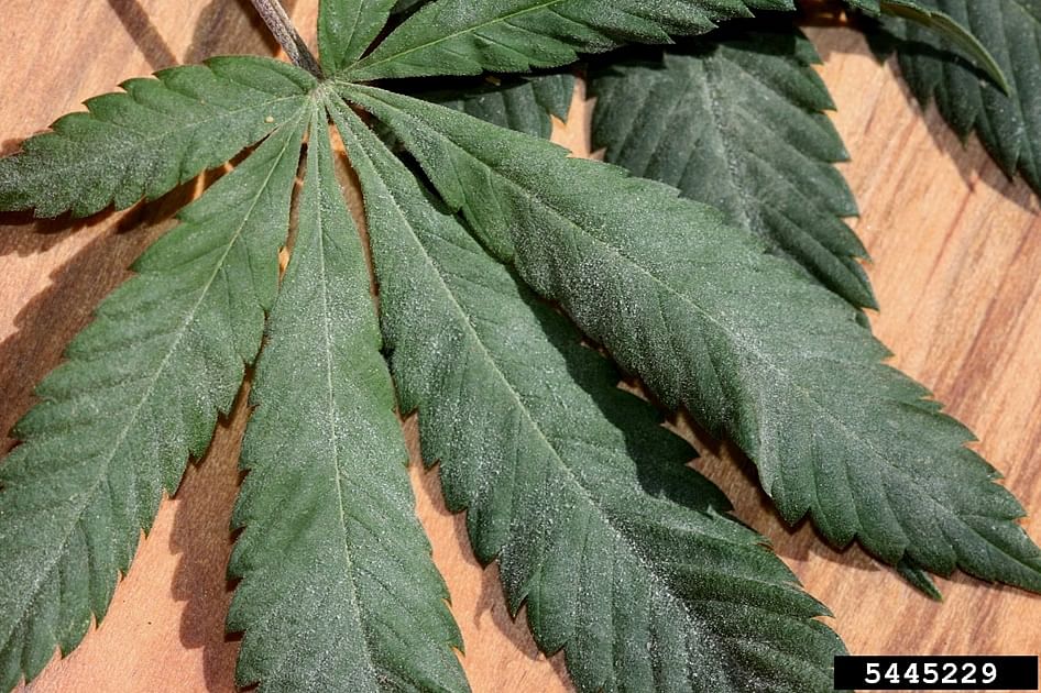 how to identify powdery mildew on cannabis leaf