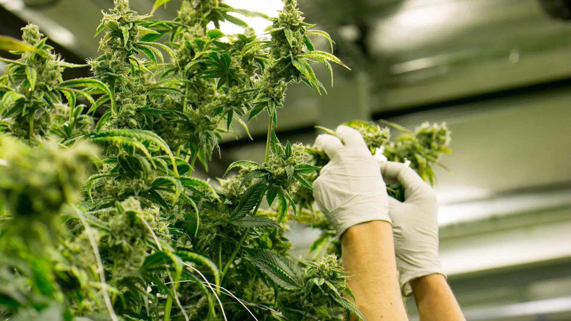 Defoliating cannabis plant