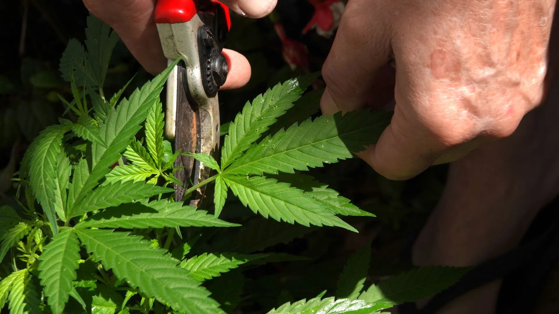 Prune away damaged leaves to help your plant recover