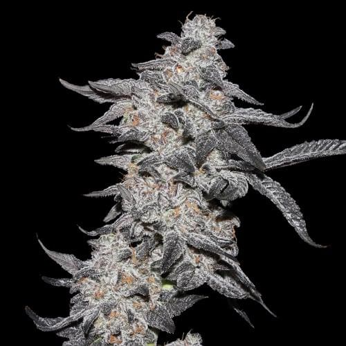 Elev8 Seeds Purple Cherry Popper
