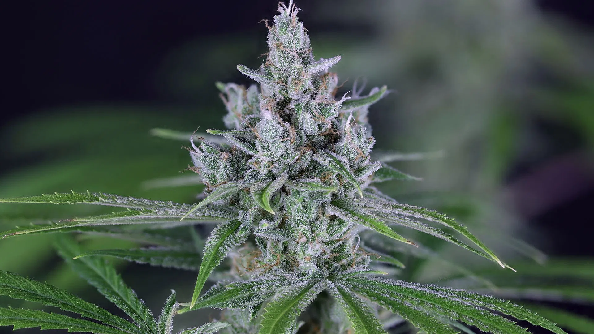 best outdoor cannabis strains