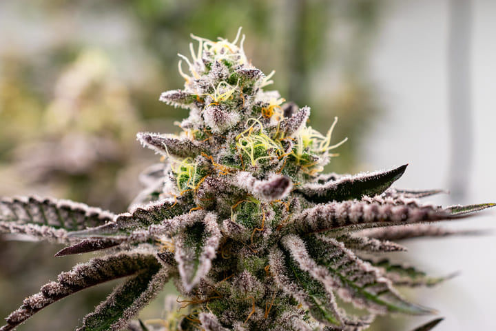 Purple Haze one of the original purple cannabis strains