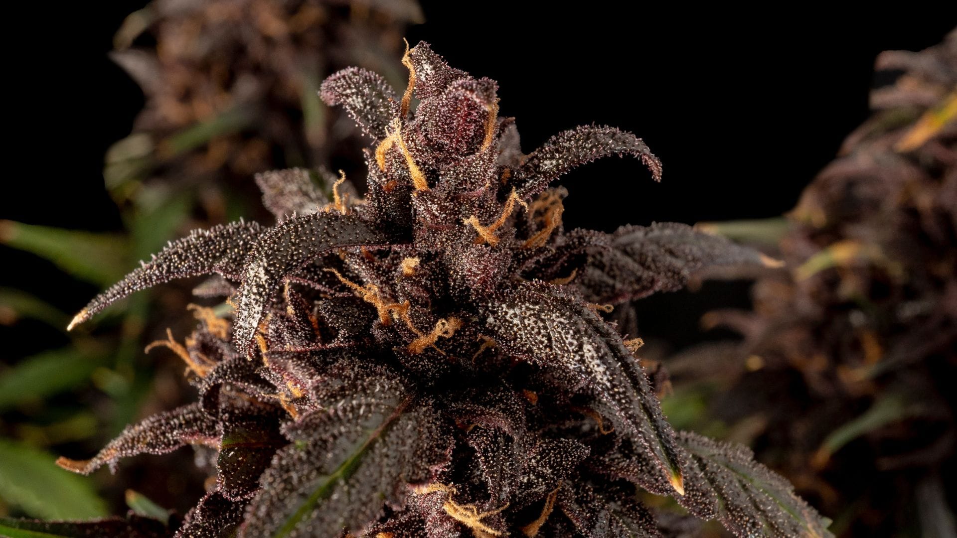 Seedsman Purple Kush CBD 1:1 Auto