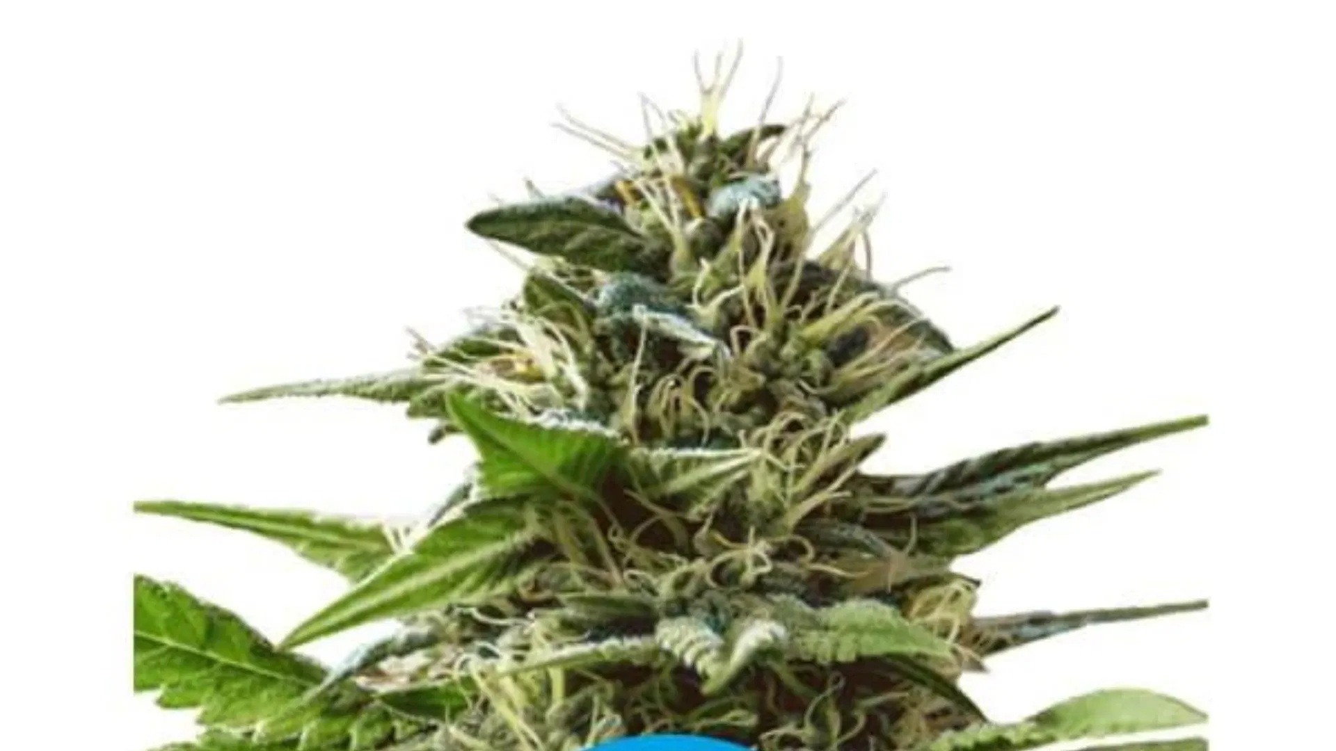 RQS Tatanka Pure CBD